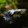 Guppy Mâle Dumbo Purple - Poecilia Reticulata