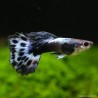 Guppy Mâle Dumbo Purple - Poecilia Reticulata