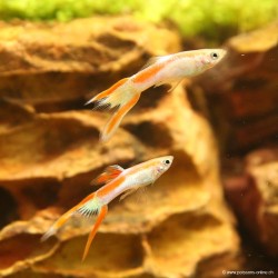 Guppy Mann Endler Laser - Poecilia Wingei