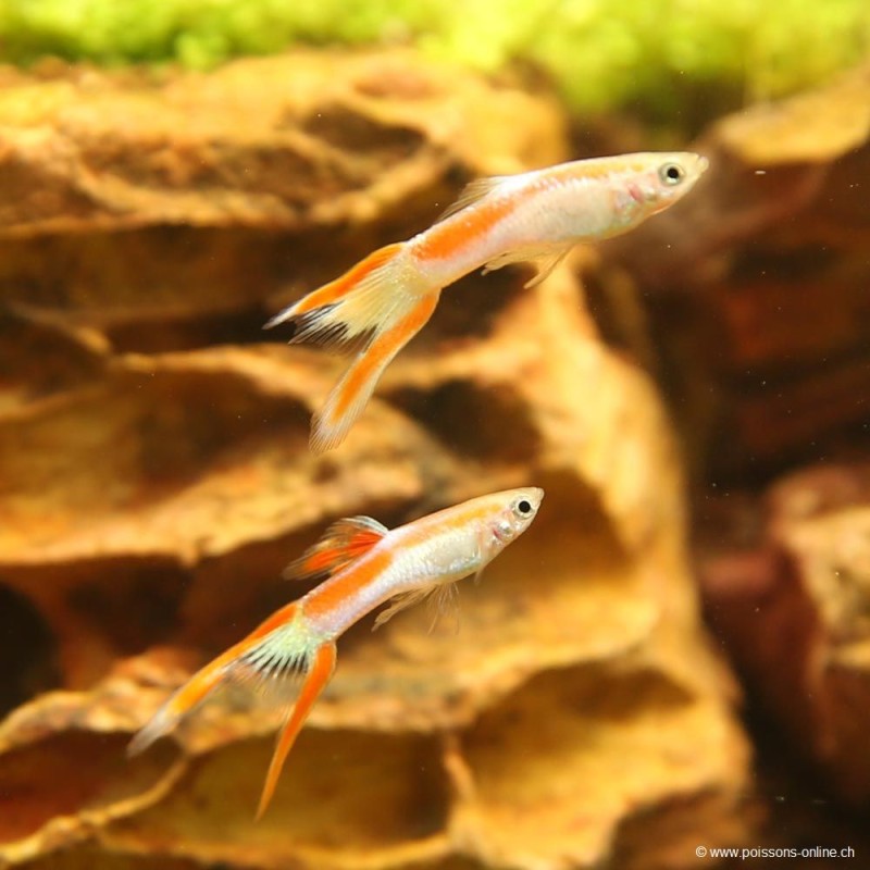 Guppy Mann Endler Laser - Poecilia Wingei