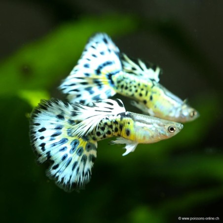Guppy Mâle Ivory Yellow - Poecilia Reticulata