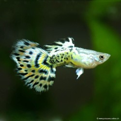 Guppy Mâle Ivory Yellow - Poecilia Reticulata