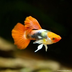 Guppy Manchen Koi Tuxedo - Poecilia Reticulata