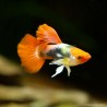 Guppy Manchen Koi Tuxedo - Poecilia Reticulata