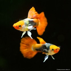 Guppy Manchen Koi Tuxedo - Poecilia Reticulata