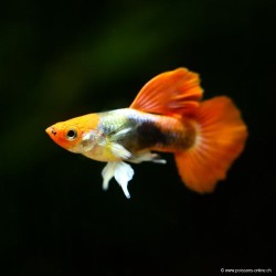 Guppy Manchen Koi Tuxedo - Poecilia Reticulata