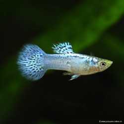 Guppy Mâle Metal Head Purple - Poecilia Reticulata
