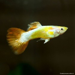 Guppy Masc. Nemo - Poecilia Reticulata