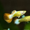 Guppy Masc. Nemo - Poecilia Reticulata