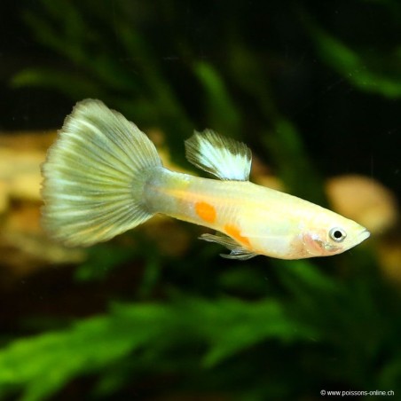 Guppy Mâle Parrot - Poecilia Reticulata