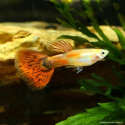 Guppy Masc. Sangue di piccione - Poecilia Reticulata