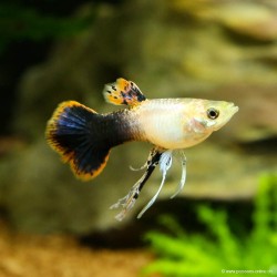 Guppy Mann Pink Tuxedo Ribon - Poecilia Reticulata