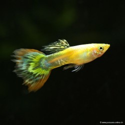 Guppy Masc. Purple Grass - Poecilia reticulata