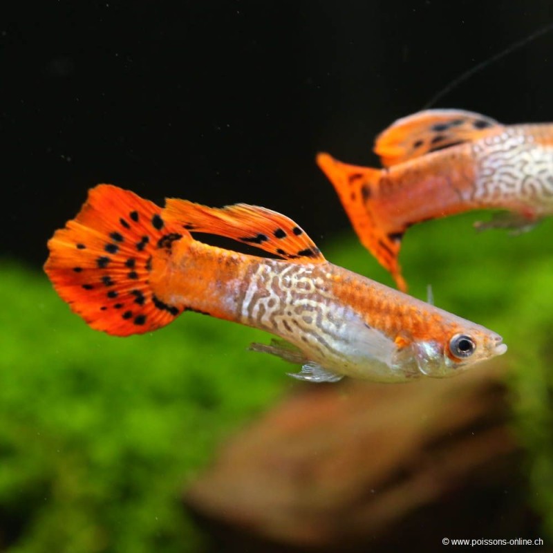 Guppy Mann Red Cobra - Poecilia Reticulata