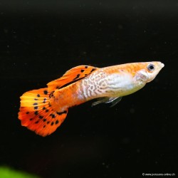 Guppy Mann Red Cobra - Poecilia Reticulata