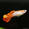 Guppy Mann Red Cobra - Poecilia Reticulata