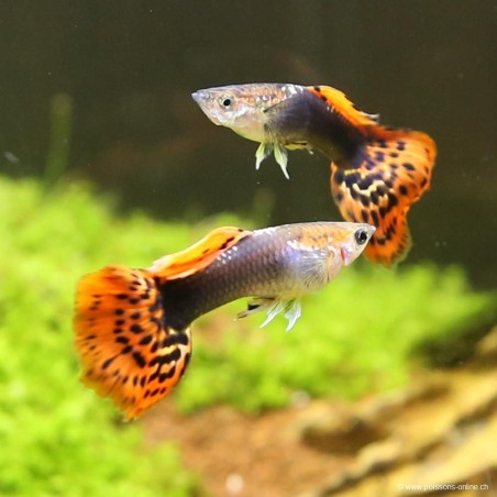 Guppy Mâle Red Dragon - Poecilia Reticulata