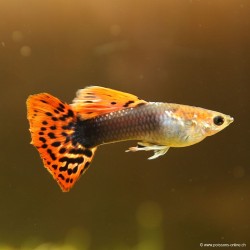 Guppy Mâle Red Dragon - Poecilia Reticulata