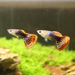 Guppy Mâle Red Dragon - Poecilia Reticulata
