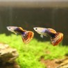 Guppy Mâle Red Dragon - Poecilia Reticulata