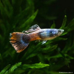 Guppy Masc. Saphire rosso - Poecilia Reticulata