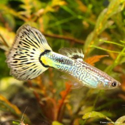 Guppy Mann Yellow Cobra - Poecilia Reticulata