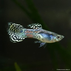 Guppy Mâle Yellow King Cobra - Poecilia Reticulata