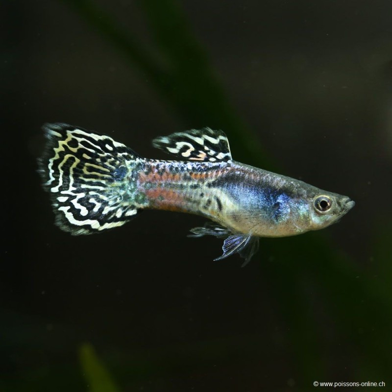 Guppy Mâle Yellow King Cobra - Poecilia Reticulata