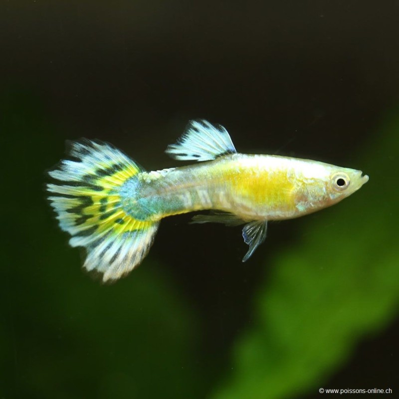 Guppy Mann Yellow Leopard - Poecilia Reticulata