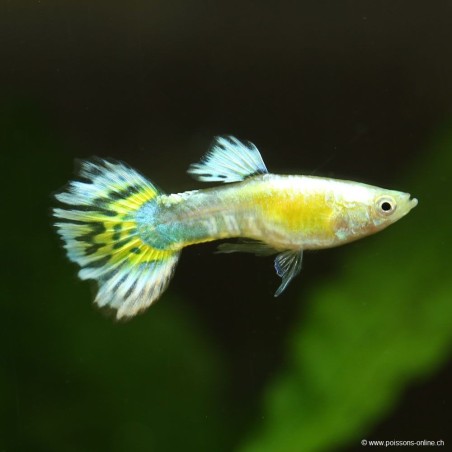 Guppy Mann Yellow Leopard - Poecilia Reticulata