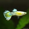 Guppy Mann Yellow Leopard - Poecilia Reticulata