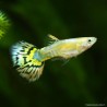 Guppy Mann Yellow Leopard - Poecilia Reticulata