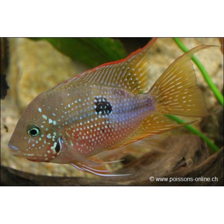 Cichlidé à gorge rouge d'Elliot - Thorichthys ellioti