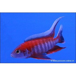 Feenmalawibuntbarsch - Aulonocara Jacobfreibergi