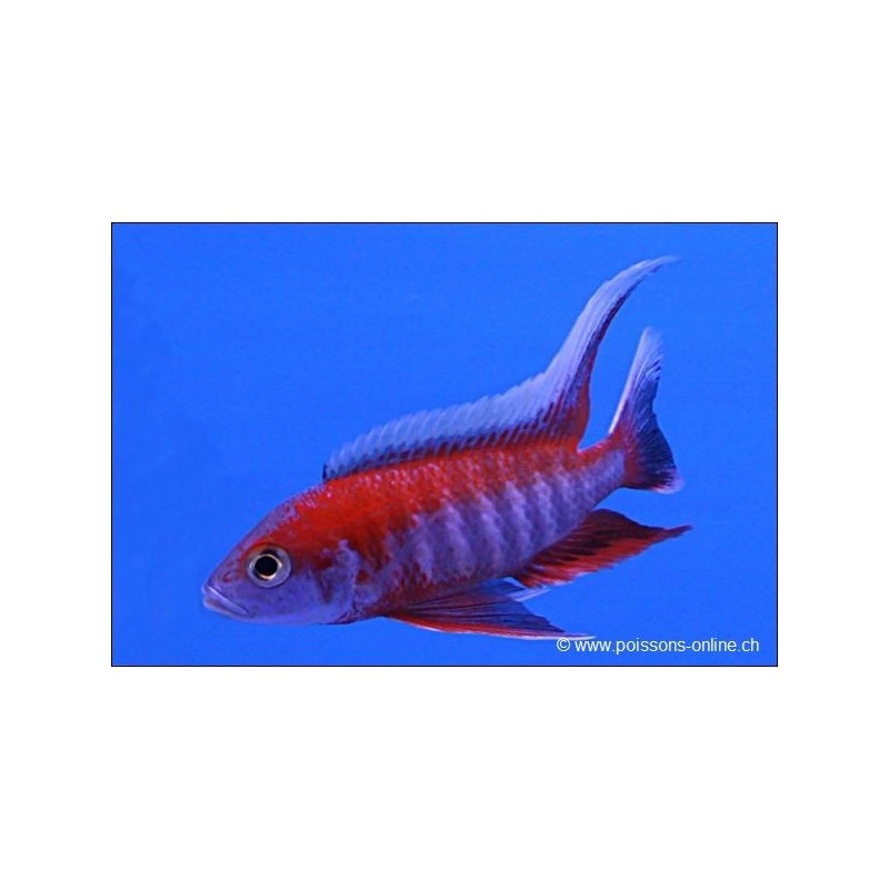 Cichlidé Féerique - Aulonocara Jacobfreibergi
