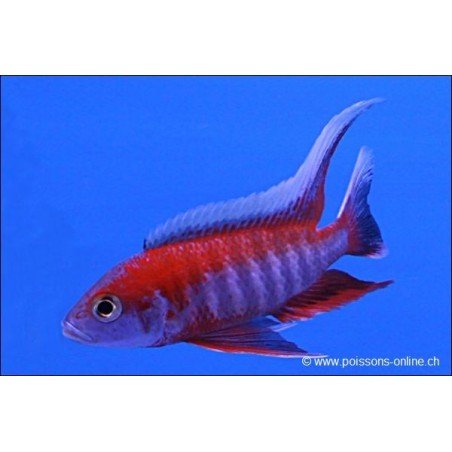Fata Cichlid - Aulonocara Jacobfreibergi