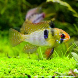 Schmetterlingsbuntbarsch - Papiliochromis Ramirezi