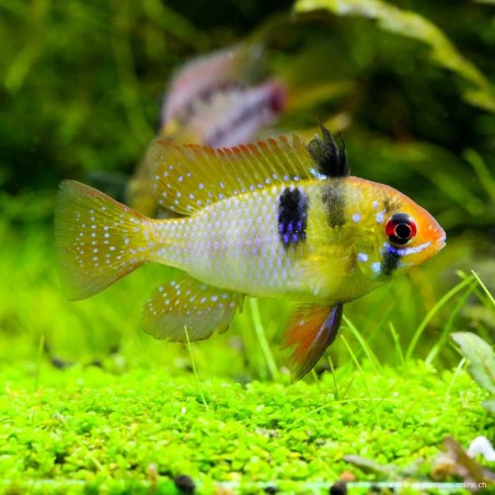 Schmetterlingsbuntbarsch - Papiliochromis Ramirezi