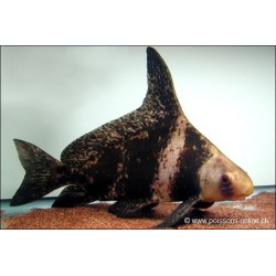 Wimpelkarpfen - Myxocyprinus asiaticus