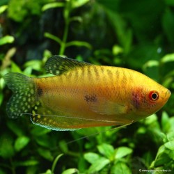 Goldener Fadenfisch - Trichogaster Trichopterus Gold