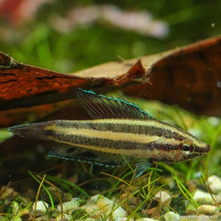 Deissneri Dwarf Gourami - Parosphromenus Deissneri