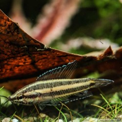 Deissneri Dwarf Gourami - Parosphromenus Deissneri