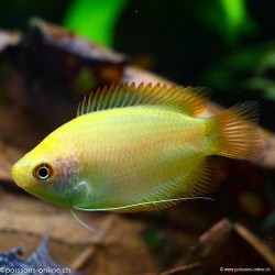 Honiggurami Golden - Colisa Chuna Gold