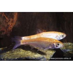 Goldorfe - Leuciscus Idus Gold