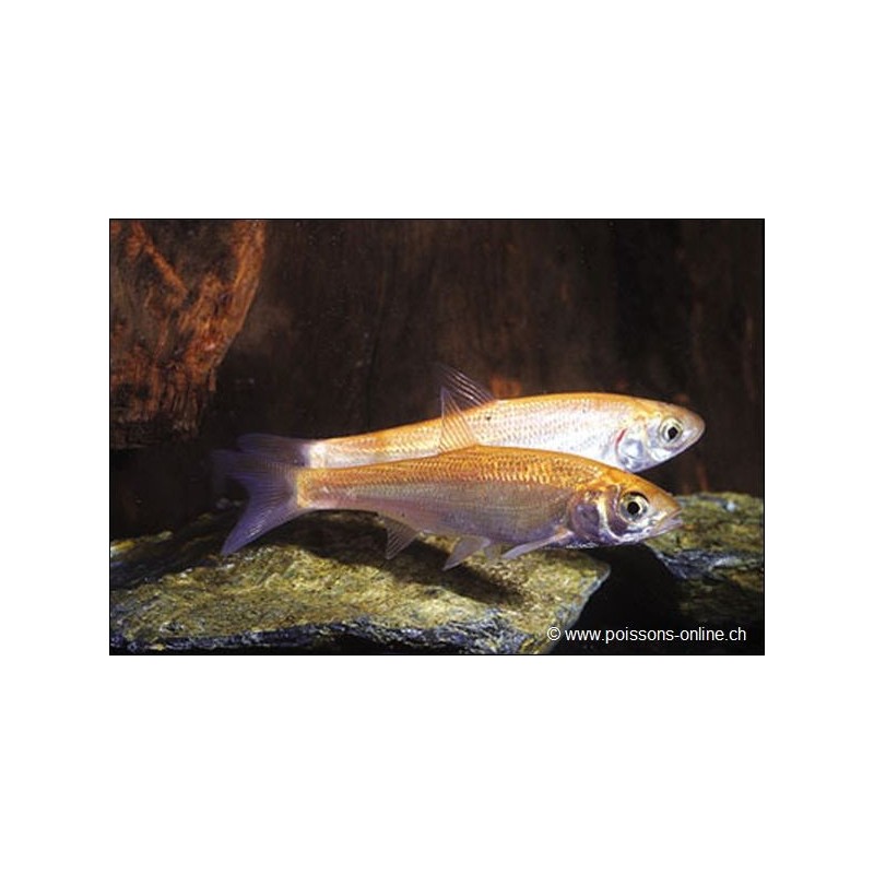 Ide Mélanote Jaune - Leuciscus Idus Gold