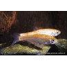 IDE melanotico giallo - Leuciscus Idus Gold