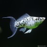 Molly Dalmatiner Lyra - Poecilia Latipinna