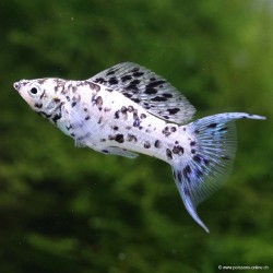 Molly Dalmatiner Lyra - Poecilia Latipinna