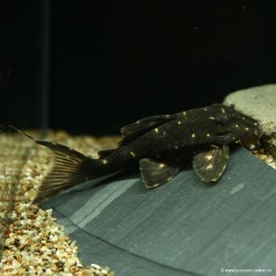 Panaqolus Albomaculatus - Lda031 Panaqolus Albomaculatus