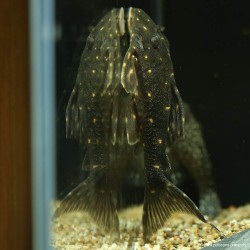 Panaqolus Albomaculatus - Lda031 Panaqolus Albomaculatus